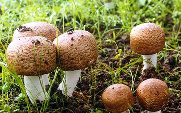 Agaricus blazeii Murill: A Culinary and Medicinal Powerhouse