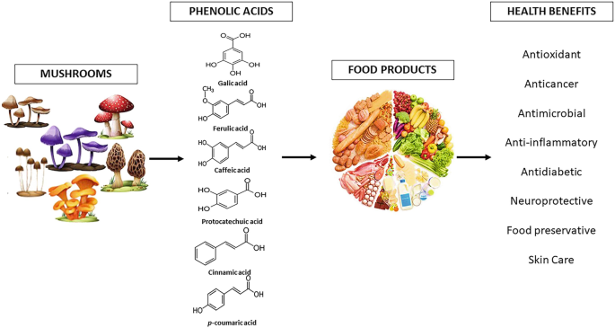 What are polyphenoles and what can they do for your gut microbiome?