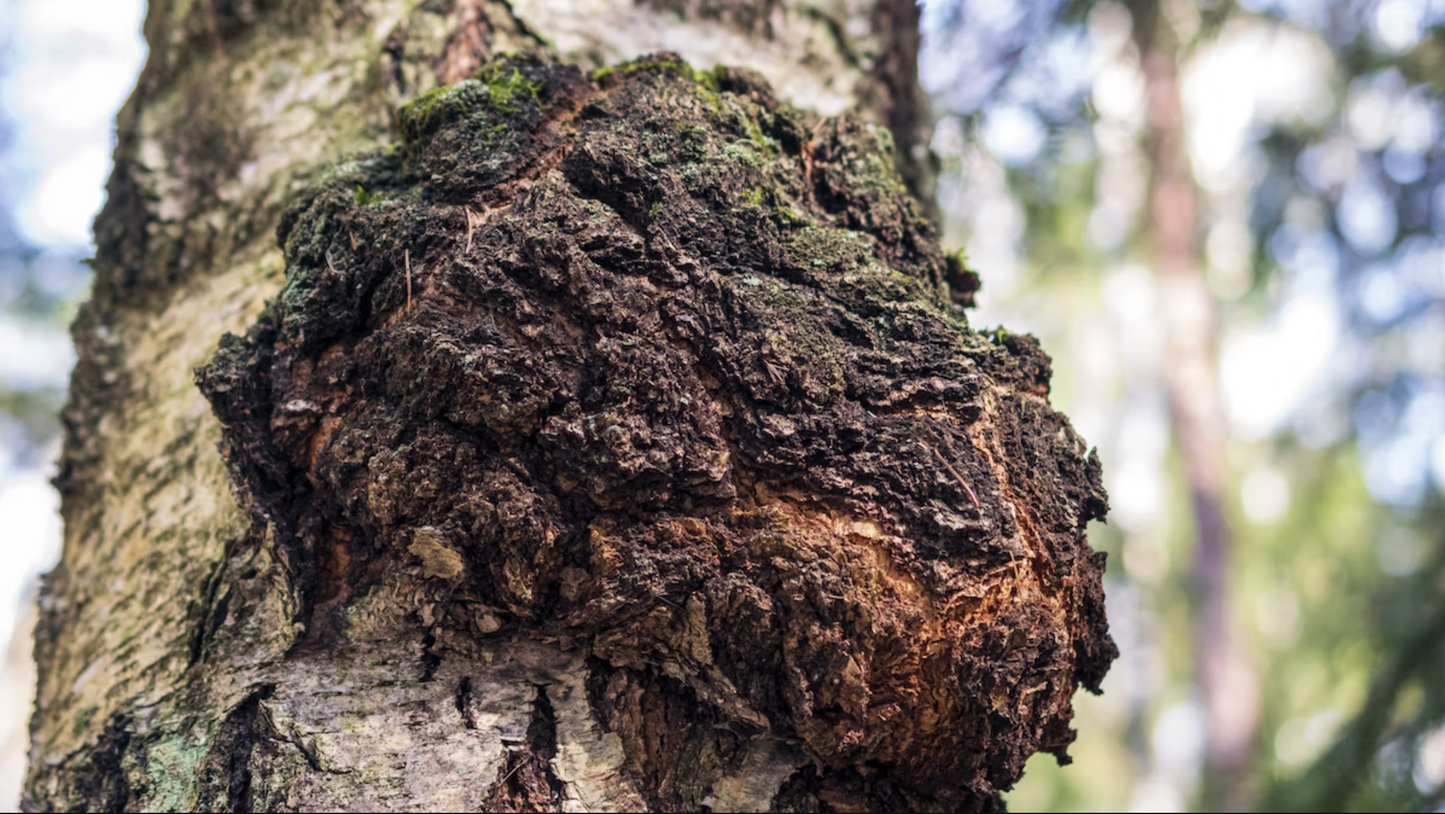 Chaga: Unveiling the Mystical Fungus with Healing Powers