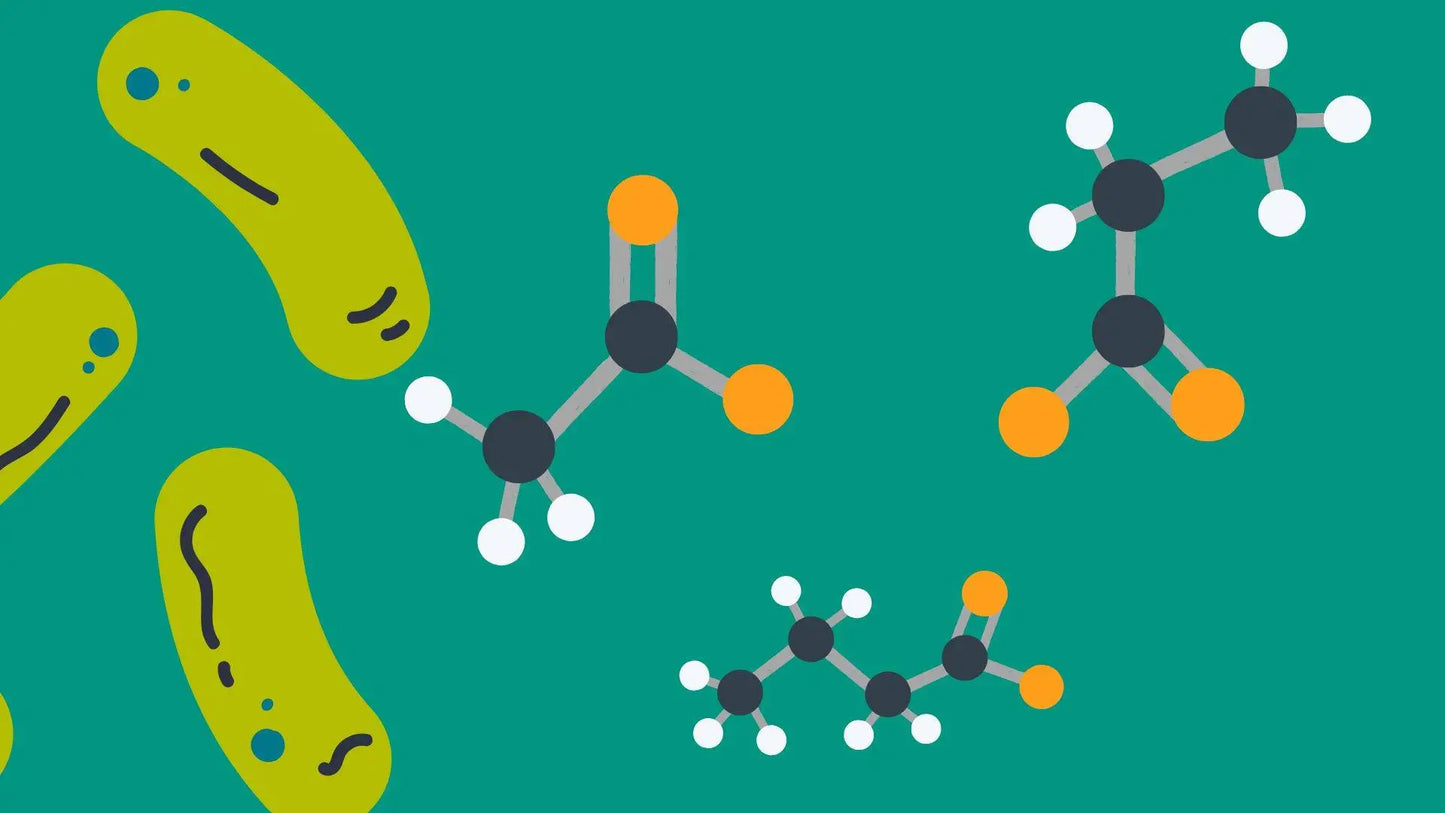 Understanding SCFAs: Where They're Produced, By Which Bacteria, and How They're Made