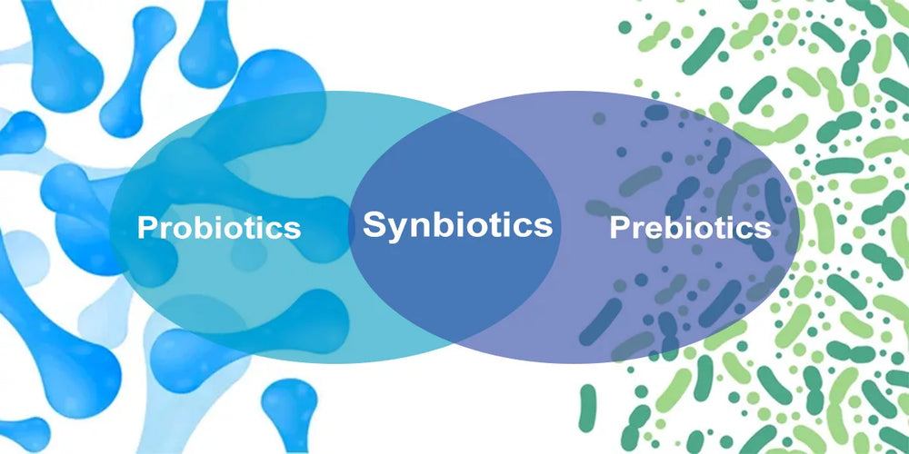 Navigating Gut Health: Understanding Prebiotics, Probiotics, and Synbiotics