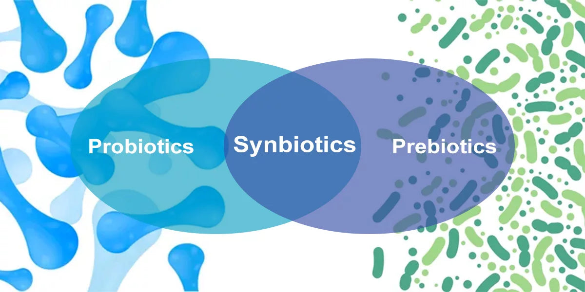 Navigating Gut Health: Understanding Prebiotics, Probiotics, and Synbiotics