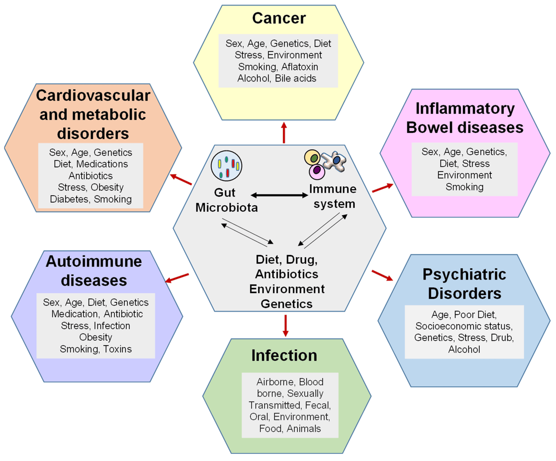 Gut Microbiome - Immune Effects I