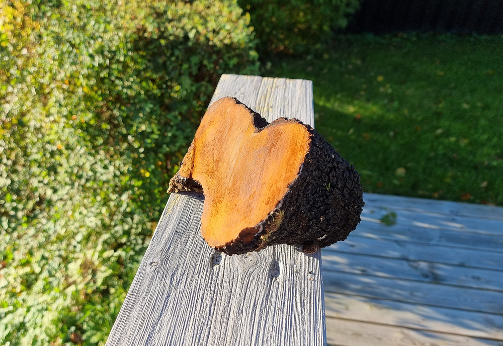 The Benefits of Chaga