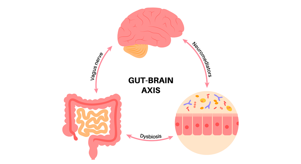 Gut-Brain Connection I